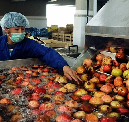 pomegranates_being_washed